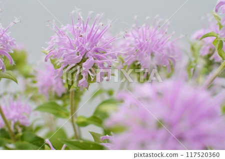 粉色莫納達花 117520360