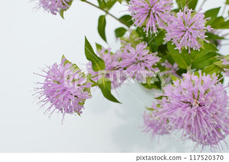 Pink monarda flower arrangement Pink monarda flower arrangement 117520370
