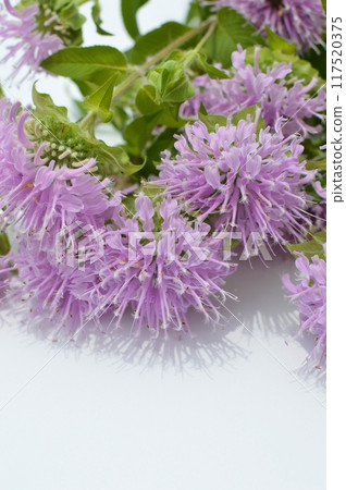 Pink Monarda bouquet 117520375