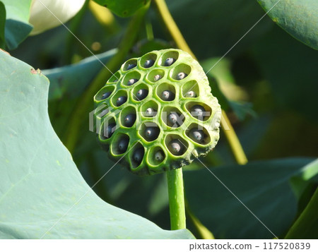 Lotus true Lotus true 117520839