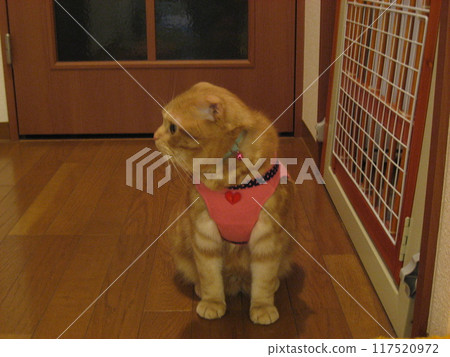 Cat wearing a harness Cat wearing a harness 117520972
