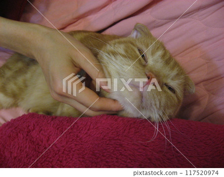 Cats stroked Cats stroked 117520974