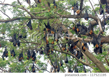 flying fox or big bat 117521195