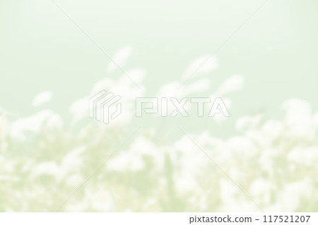 植物影光陽光 117521207