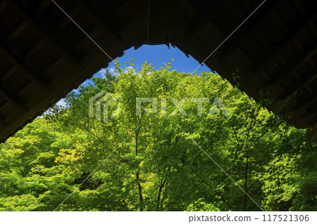 夏天的京都岩倉,秋葉藍色的實相院花園 夏天的京都岩倉,秋葉藍色的實相院花園 117521306