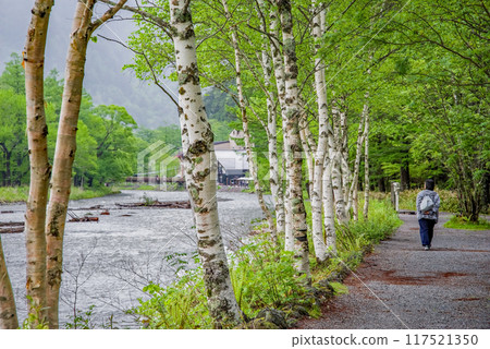 A refreshing morning in Kamikochi: A promenade along the Azusa River in early summer A refreshing morning in Kamikochi: A promenade along the Azusa River in early summer 117521350