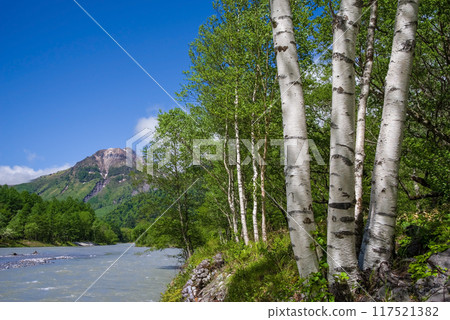 "Refreshing Kamikochi" Birch trees along the Azusa River overlooking Mount Yakedake 117521382