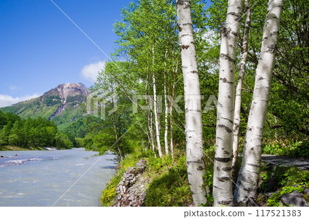 【清爽的上高地】梓川沿岸的白樺樹,眺望燒嶽山 【清爽的上高地】梓川沿岸的白樺樹,眺望燒嶽山 117521383