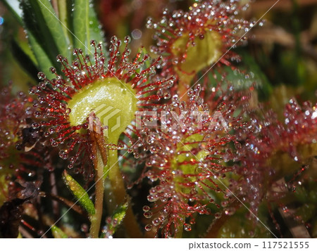 早上莫森戈克 早上莫森戈克 117521555