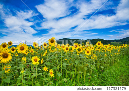 Sunflower shining in the blue sky Sunflower shining in the blue sky 117521579