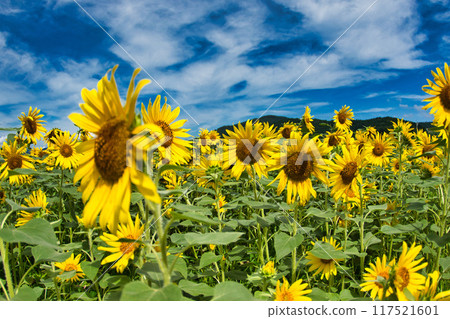 發光在藍天的向日葵 117521601
