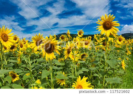 發光在藍天的向日葵 117521602