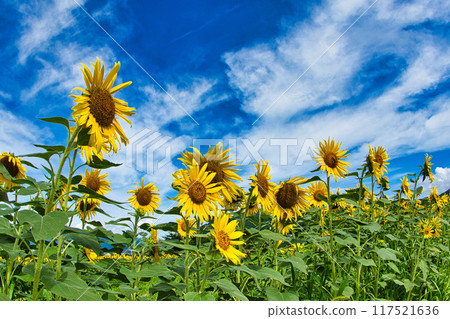 發光在藍天的向日葵 117521636