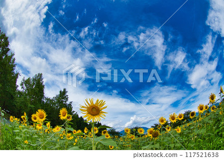 發光在藍天的向日葵 117521638