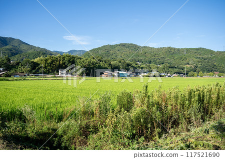 Idyllic summer rural scene Idyllic summer rural scene 117521690