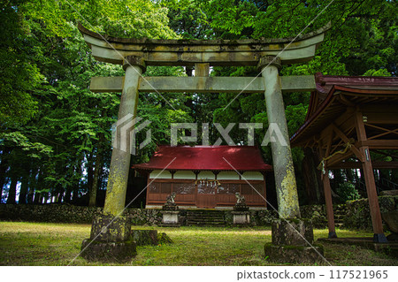 Cat island standing in the rice field 117521965