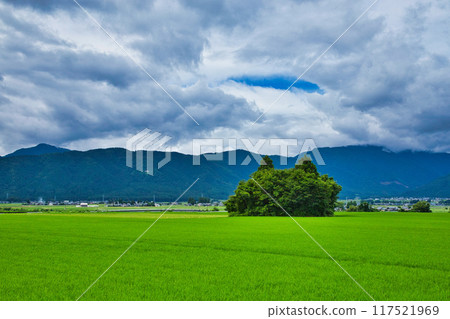 Cat island standing in the rice field 117521969