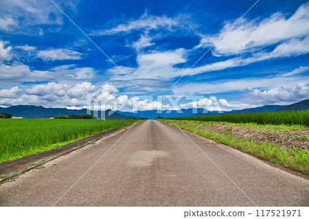 站在稻田裡的貓島 117521971