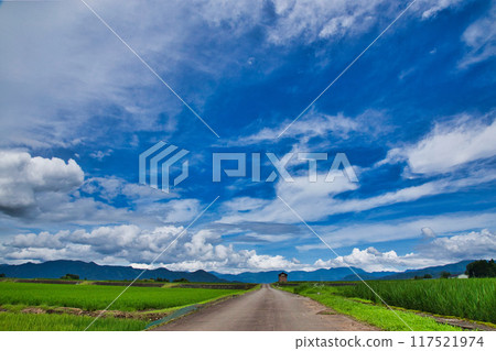 Cat island standing in the rice field Cat island standing in the rice field 117521974
