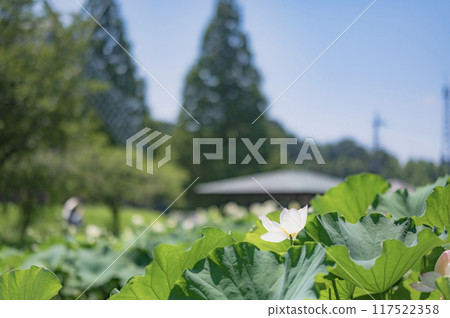Lotus flower (Akebonoyama Agricultural Park) 117522358