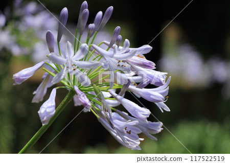 A pale purple agapanthus flower blooming 117522519