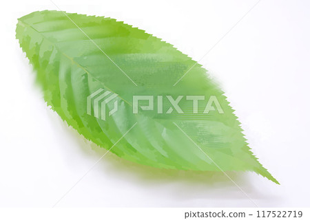 A single leaf on a white background 117522719