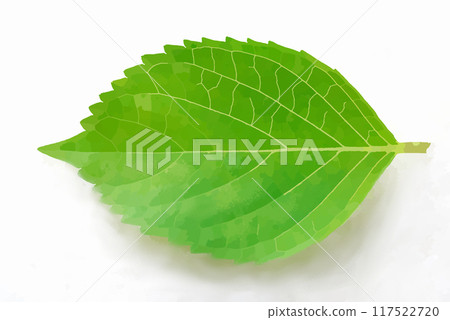 白色背景上的一片葉子 117522720
