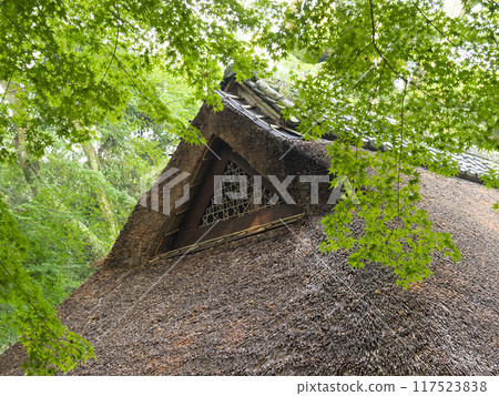 Green leaves and thatched roofed houses in Nara Park 117523838