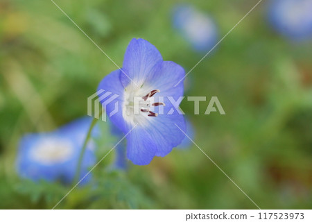 藍色的花 117523973