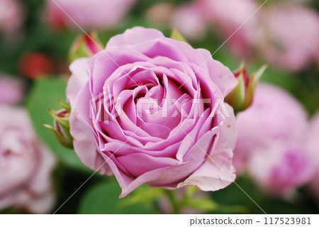 Pink rose flowers are blooming in the rose garden Pink rose flowers are blooming in the rose garden 117523981
