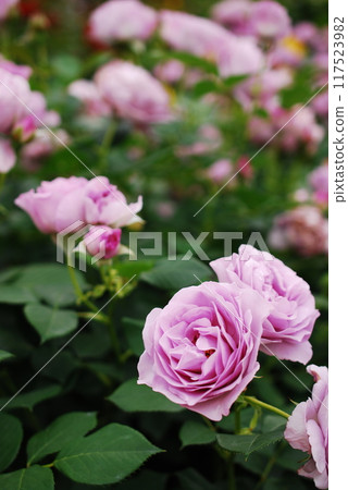 lilac rose 117523982