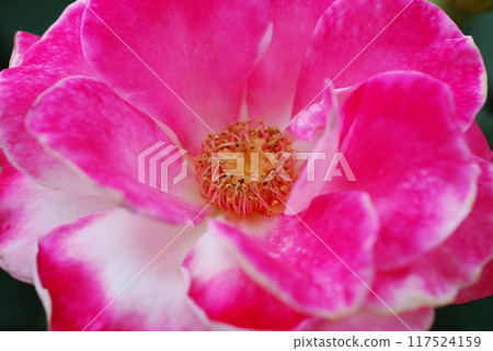 紅色玫瑰花 紅色玫瑰花 117524159