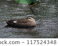Duck floating in water 117524348