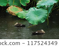 Lotus leaves and ducks 117524349