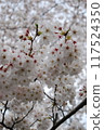 Cherry blossoms in full bloom 117524350