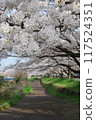 Scenery with cherry blossoms 117524351