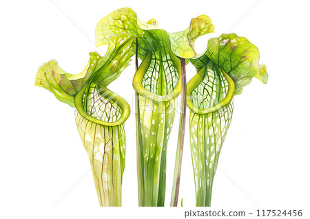 Beautiful (carnivorous plant) Sarracenia Beautiful (carnivorous plant) Sarracenia 117524456