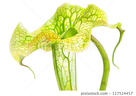 Beautiful (carnivorous plant) Sarracenia 117524457