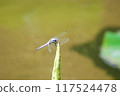 A dragonfly that stops on the leaves 117524478