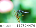 Dragonfly  117524479