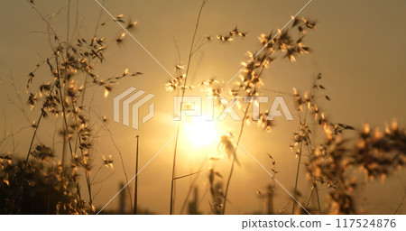 Grass field sunset Beautiful landscape with grasses meadow on sunlight. Countryside heaven amazing field scene grass meadow on sunbeam nature dawn. Sunset dawn landscape vibrant scenery horizontal 117524876