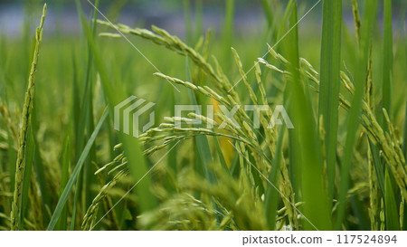 Rice Field Green agriculture ecosystem Asian rice paddy field Vietnam green farm. Harvest agriculture planting cultivation golden green rice terraces in organic farm with tropical natural sunrise. Rice Field Green agriculture ecosystem Asian rice paddy field Vietnam green farm. Harvest agriculture planting cultivation golden green rice terraces in organic farm with tropical natural sunrise. 117524894