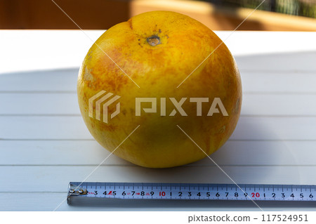 柚子柚子柚子柚子照片 117524951