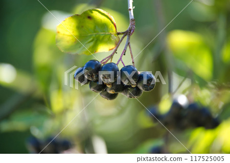 Close-up of fresh Aronia melanocarpa (black chokeberry) hanging on a branch in a garden 117525005