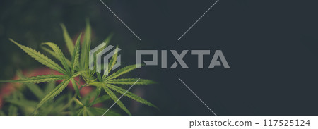 Banner Green weed Marijuana tree cannabis plant narcotic herbal in CBC greenhouse. Panorama Hemp leaf made cannabis crude oil medicine farm. CBC, THC herb agriculture Weed leaf Drug with copy space 117525124