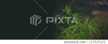 Banner Green weed Marijuana tree cannabis plant narcotic herbal in CBC greenhouse. Panorama Hemp leaf made cannabis crude oil medicine farm. CBC, THC herb agriculture Weed leaf Drug with copy space 117525125