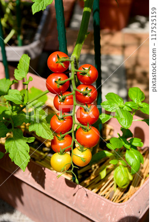 家庭花園：種植櫻桃番茄和羅勒 117525159