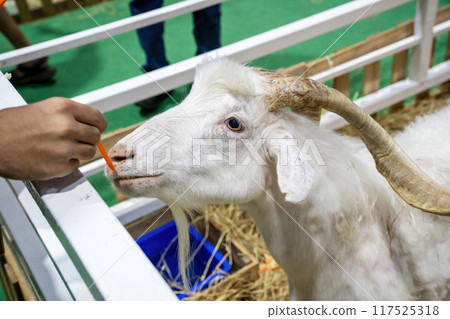 Angora goat or ankara Angora goat or ankara 117525318