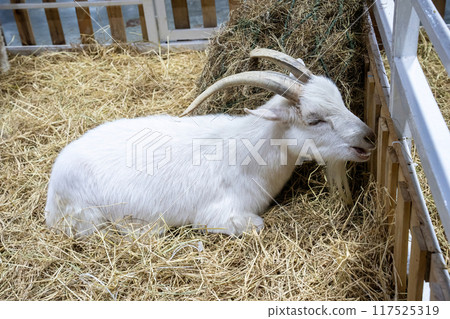 Angora goat or ankara Angora goat or ankara 117525319