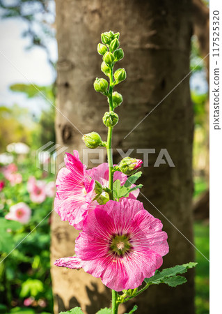 Alcea or hollyhocks Alcea or hollyhocks 117525320